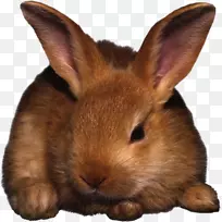 兔子复活节剪贴画-兔子