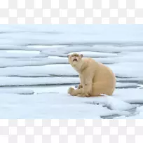 北极熊北极狗猫北极熊