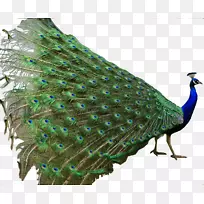 亚洲孔雀，印度卷轴鸟，绿孔雀