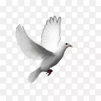 鸽子作为和平剪贴画的象征-鸽子
