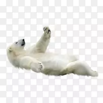 北极熊动物剪贴画-北极熊