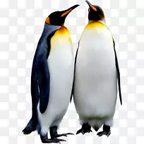 企鹅鸟动物下载-企鹅