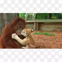 幼虎猿婆罗洲猩猩