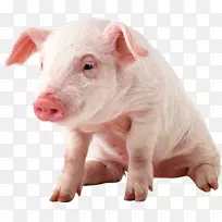 越南小猪壶腹猪夹艺术-猪