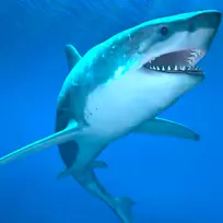 鲨鱼的下巴看得更深：大白鲨攻击的世界-鲨鱼