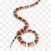 毒蛇珊瑚蛇响尾蛇蛇
