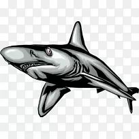 大白鲨-免费剪贴画-鲨鱼