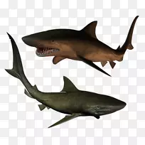 虎鲨鱼夹艺术-鲨鱼