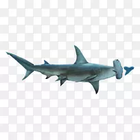 锤头鲨-虎鲨