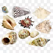海蜗牛夹艺术.海贝壳