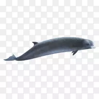 海豚，北宽吻鲸，南宽吻鲸，普通宽吻海豚