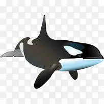 虎鲸海豚鲸