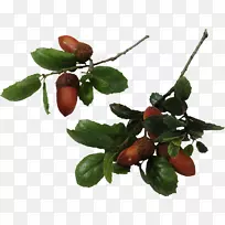 南方活栎(Quercus Agrifolia)南方活栎(Quercus Agrifolia)
