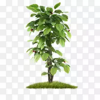 果树种植室内植物灌木丛