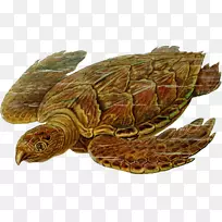 海龟史前石炭纪剪贴画-海龟