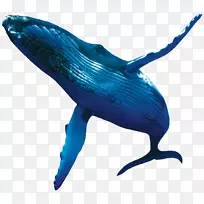 蓝鲸座头鲸海豚鲸鱼