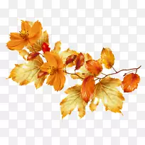 花卉秋叶彩色剪贴画-秋叶
