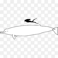 Baird的喙鲸南宽吻鲸Cuvier的喙鲸