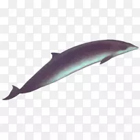 海豚，白喙海豚，粗齿海豚，普通宽吻海豚，图库西鲸