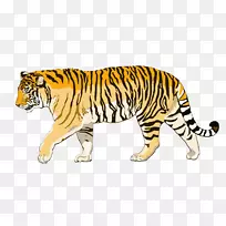 西伯利亚虎，孟加拉虎，苏门答腊虎，猫，动物虎