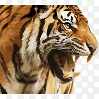 喀哈虎保留豹、猫科、虎