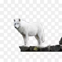 阿拉斯加冻原狼北极狐狼
