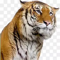令人惊异的动物：世界老虎：永远拯救世界上最濒危的大猫虎的科学、政治和保护Panthera Tigris老虎