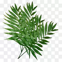 叶植物电脑图标剪贴画绿叶