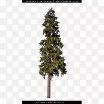 云杉松树植物-冷杉树