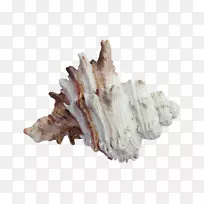 海贝壳沙滩