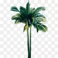 槟榔科植物剪贴画-棕榈树