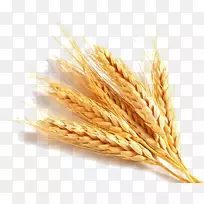 普通小麦胚芽油面筋谷物胚芽食品-小麦