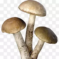 [医]普通蘑菇真菌-蘑菇