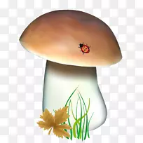 牛肝菌片-蘑菇