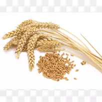 硬粒呼罗珊小麦普通小麦谷类全麦