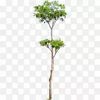 木本植物树干-树枝