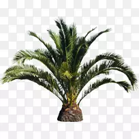 槟榔科特产树-棕榈树