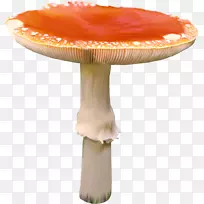 蘑菇拼贴艺术-蘑菇