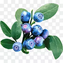 欧洲蓝莓-沙棘