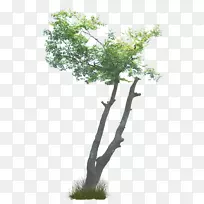 什么是树？灌木枝植物