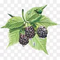 黑莓蓝莓剪贴画-黑莓