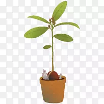 树木植物鳄梨图-鳄梨