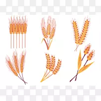 水稻作物-小麦