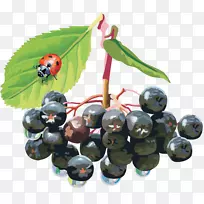 桃花山梨，浆果，芳香花，黑果，灌木-蓝莓