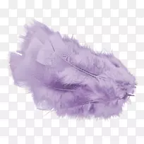 羽毛色紫罗兰电脑软件-李子