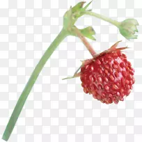麝香草莓