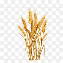 普通小麦谷类作物穗夹艺术-水稻