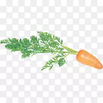 胡萝卜图像文件格式植物剪辑艺术-胡萝卜