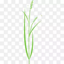 水稻谷类植物剪贴画-水稻