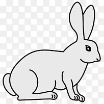 新西兰兔白兔家畜兔插图